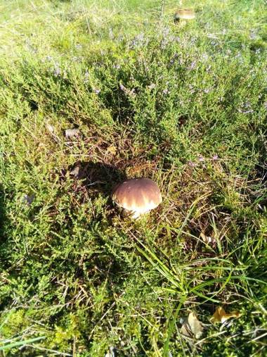 Ferienhäuser Golinski mit Kamin und umzäutem Grundstück am Neuendorfer See