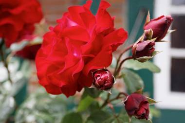 Ferienhof-Kirschenholz