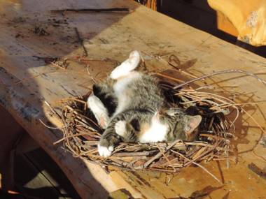 Ferienparadies Reifnhof