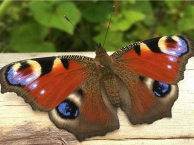 Ferienwohnungen im Bauernhaus _ Ob