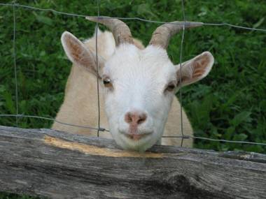 Ferienhof-Fink-Ferienwohnung-Sonnenblume