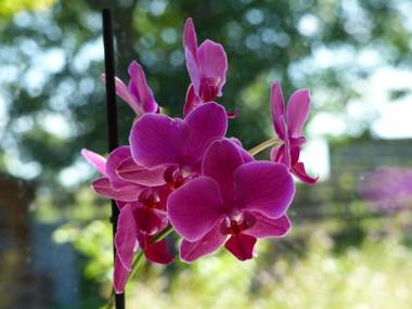 Ferienwohnung "Wales" im Cnauceltaidd