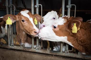 Hof Herzleuchten Familie Groth