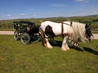Ferienwohnung Tinkerhof nähe Bingen