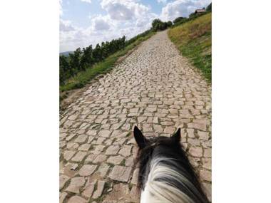 Ferienwohnung Tinkerhof nähe Bingen