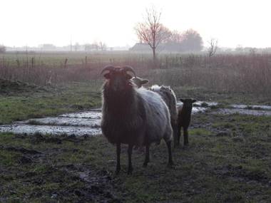 Ferienwohnungen Bekperle