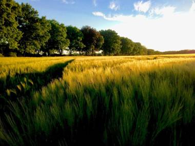 Ferienidyll Nähe Plauer See 3