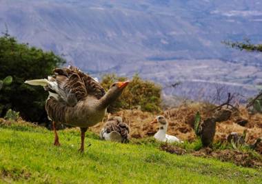 Tunas & Cabras Hotel