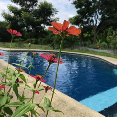 Quinta El Mamey