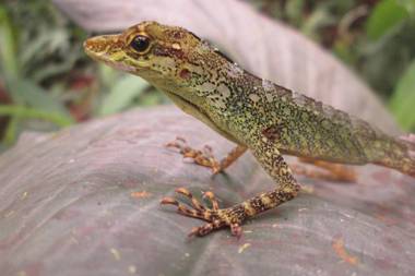 SIERRA VERDE-casa vacacional