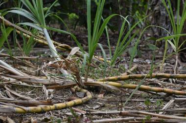 Hospedaje- Caluma Villa Bonita