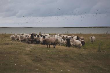 Puise Nina Guest House