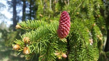 Restaurant Lahemaa Kohvikann