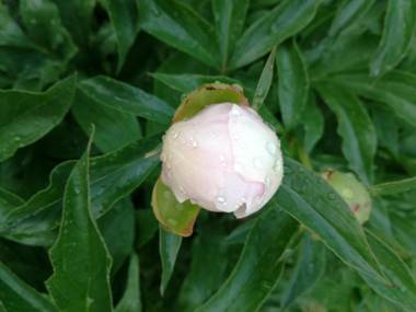 Matrix Garden Apartments