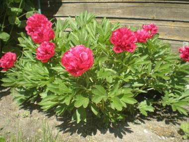 Jannseni Accommodation