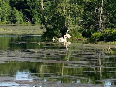 Neitsijärve majutus
