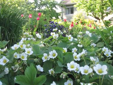 Piibelehe Guest Accommodation