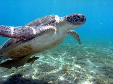 Hurghada Marriott Red Sea Beach Resort