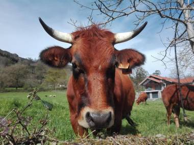 Agroturismo La Casona de Belmonte