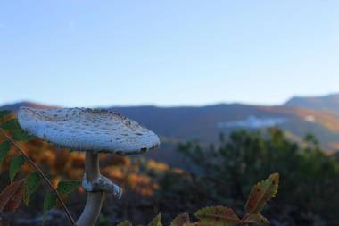 Casas Rurales Juzcar Centro