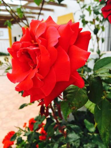 Casas Rurales Pericón