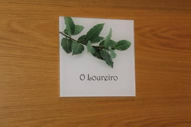 A Carballeira do Tambre