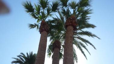 Palmeral de Torrevieja