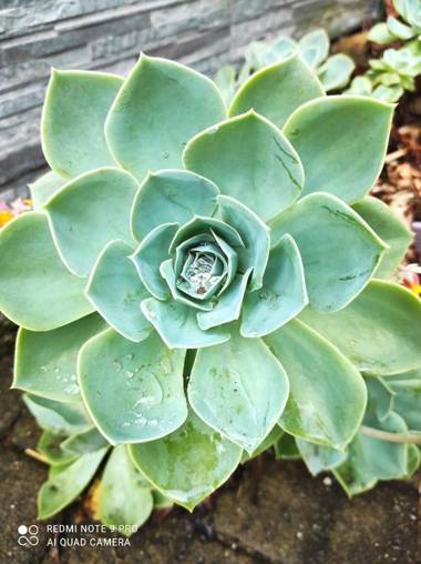 Hostal Pension Artilleiro