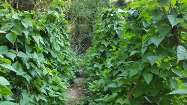 Allotjaments rurals Can Punti