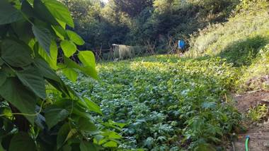 Allotjaments rurals Can Punti