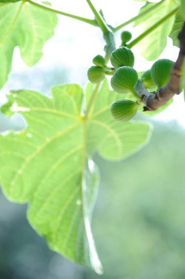 Casa Rural Mas Garganta