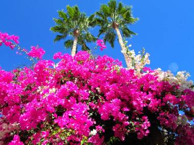 Apartamentos El Capricho