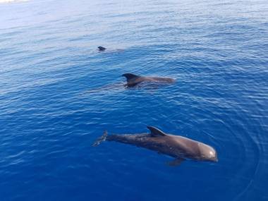 Apartment Las Vistas Beach View
