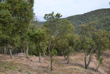 Club Villamar - Tropics