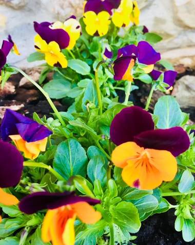 Posada La Torre de La Quintana