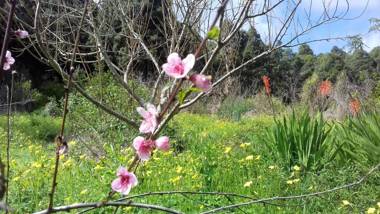 Monte frio de Tenerife