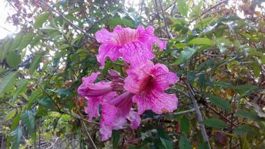 Monte frio de Tenerife