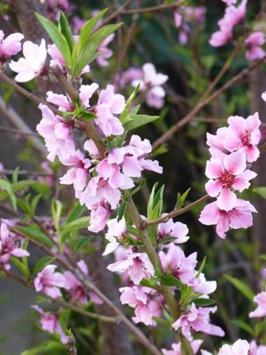 Apartamentos Casa Rosaleda