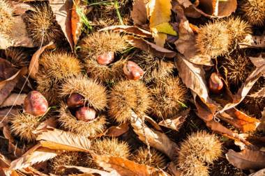 Casa Rural Pozuelo 2 JABUGO