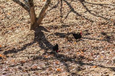 Casa Rural Pozuelo 2 JABUGO