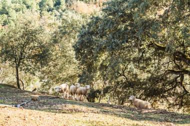 Casa Rural Pozuelo 2 JABUGO