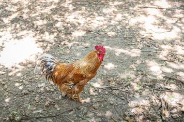 Sunset private Eco-Villa Can Vey