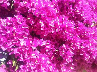 Im-Norden-Teneriffas-Die-finca-la-punta-Teidora-mit-Meerblick