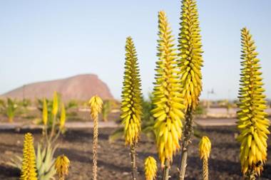 Apartamento Sotavento I (RM)