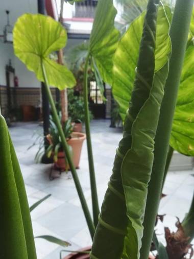 Hotel Casa de los Azulejos