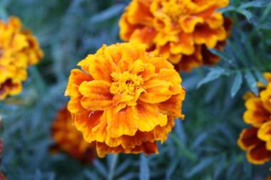 Apartamentos Rurales La Caviana