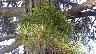 El Muerdago de Cañada