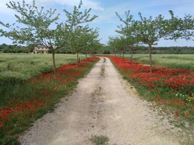 Finca Agroturismo Sa Cova den Borino