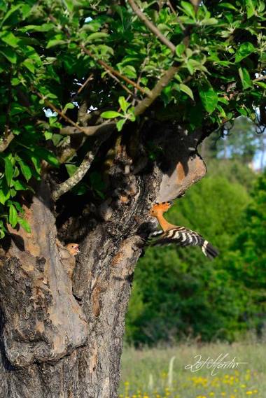 Casa Rural El Corralino