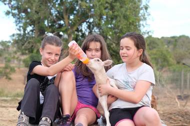 Finca Ses Cases Noves